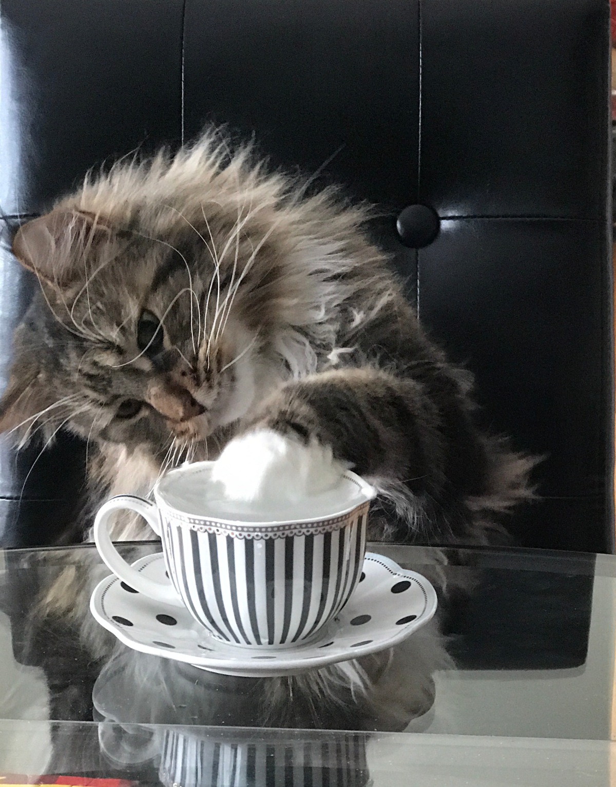 A Cat Shares a Tea Joke